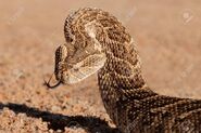 Puff Adder as Mosquito Waitress