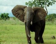 African bush elephant1