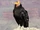 California Condor