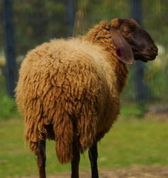 Domestic Sheep | Animals Wiki | Fandom Domestic Sheep | Animals Wiki | Fandom