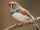 Zebra Finch