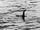 Loch Ness Monster