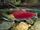 Sockeye Salmon