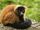 Red Ruffed Lemur
