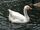 Domestic Goose