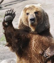 Grizzly Bear