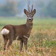 Roedeersmall-338x338
