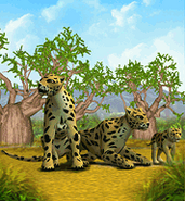 Leopard-zoo-tycoon