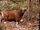 Banteng