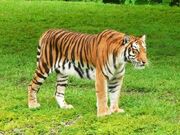 Tiger (Animals).jpg
