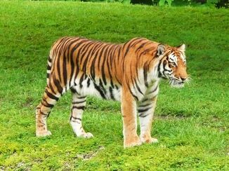 Siberian tiger - Wikipedia