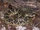 Eastern Diamondback Rattlesnake