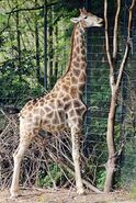 Giraffa-camelopardalis6