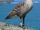 Hawaiian Goose
