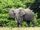 Cameroon African Forest Elephant
