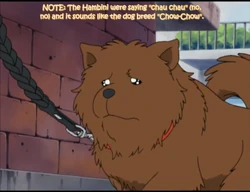Chow Chow | Animals Wiki | Fandom