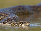 Indian Python