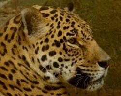 Jaguar | Animals Wiki | Fandom Jaguar | Animals Wiki | Fandom