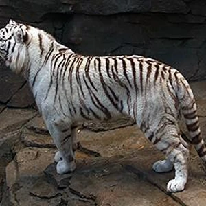 White Tiger Animals Wiki Fandom