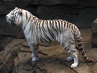 White tiger - Wikipedia