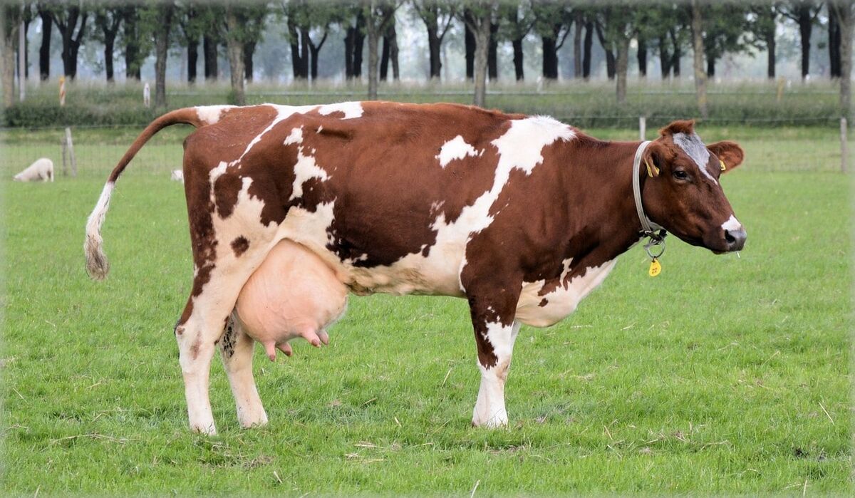 Как выглядят настоящие коровы Domestic Cattle Animals Wiki Fandom