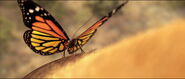 Monarch Butterfly