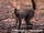 Red-Fronted Lemur