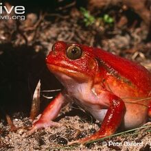 Tomato Frog Animals Wiki Fandom