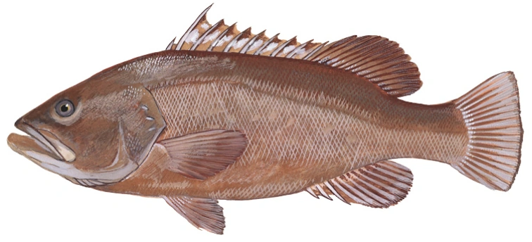 Warsaw Grouper | Animals Wiki | Fandom
