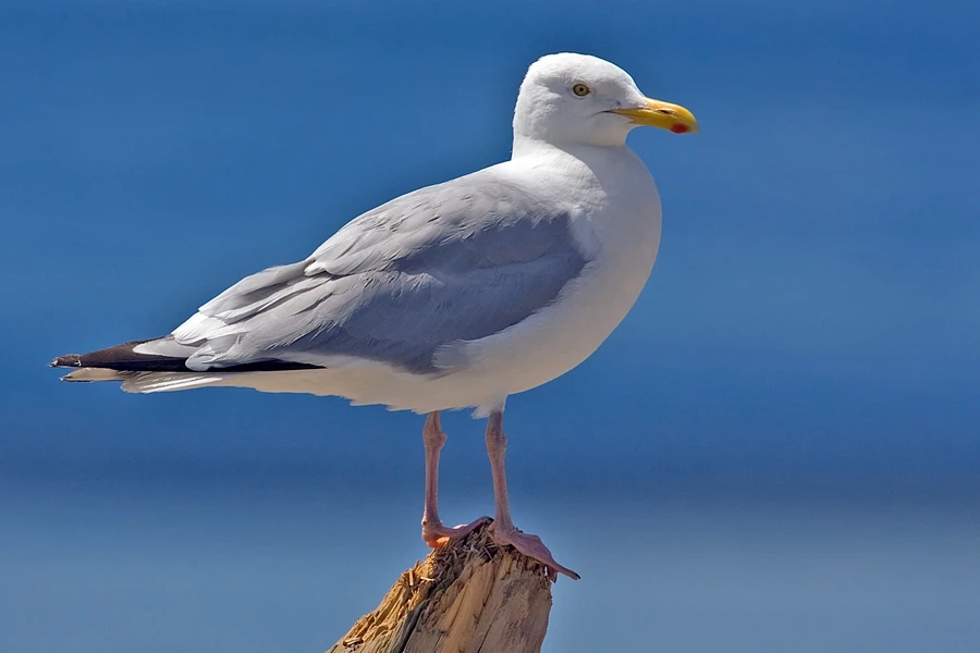 American Herring Gull Animals Wiki Fandom