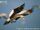 Cape Gannet
