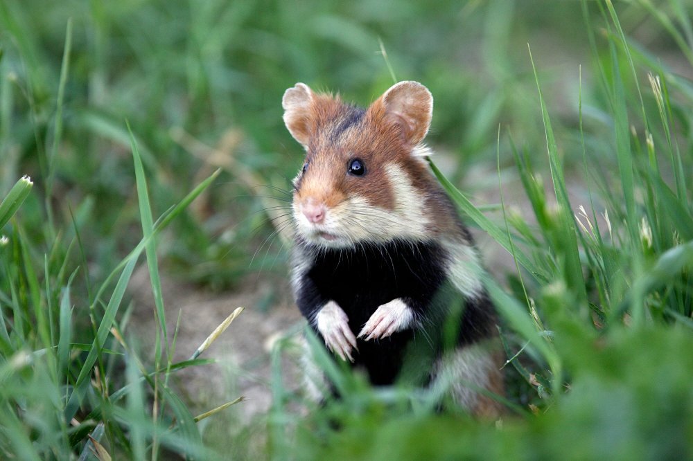 European hamster, All Species Wiki