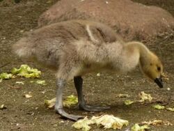 Canada Goose Animals Wiki Fandom