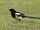 Common Magpie