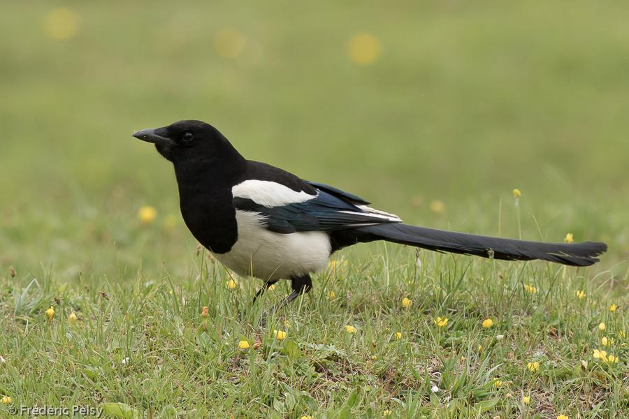 Common Magpie | Animals Wiki | Fandom