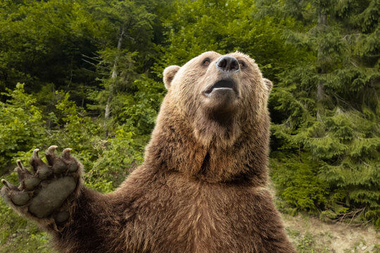 Ussuri brown bear - Wikipedia