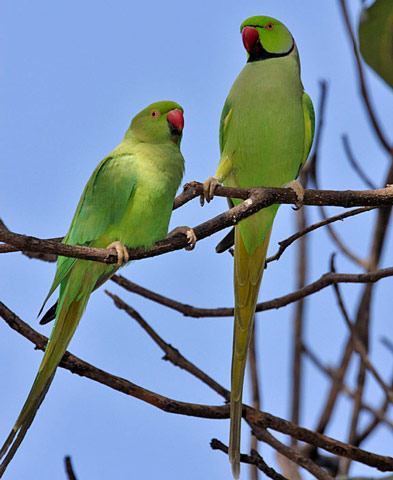 Rose-ringed Parakeet - eBird