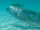 Giant Oarfish