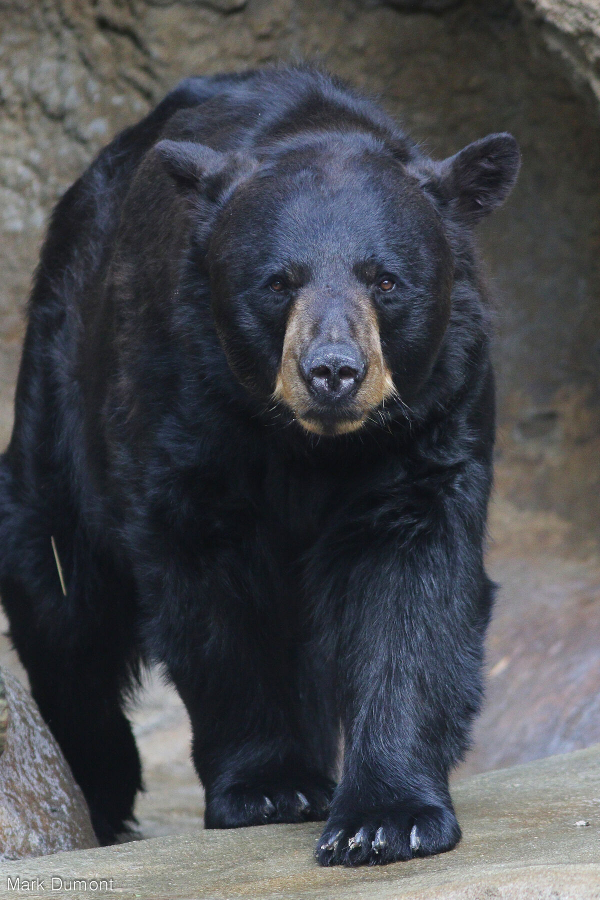 American Black Bear