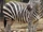 Plains Zebra