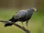African Harrier-hawk