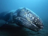 Grey Whale