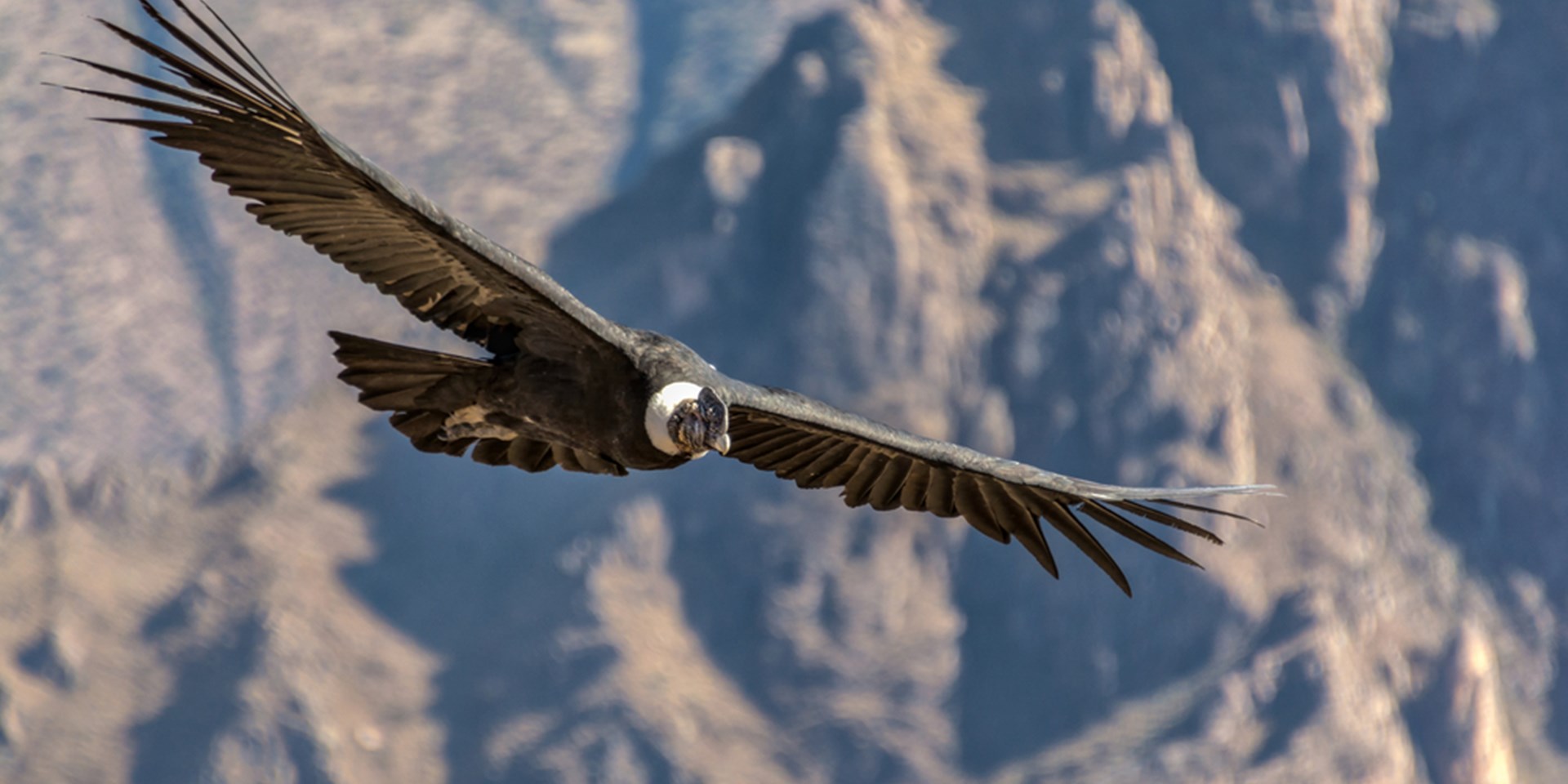 Andean Condor | Animals Wiki | Fandom