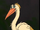 Painted Stork