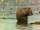 Nutria