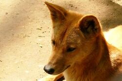 Dingo - Wikipedia