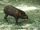 Pygmy Hog