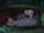 Red-bellied Black Snake