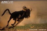 Blue-wildebeest-running-ssp-taurinus