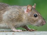 Brown Rat